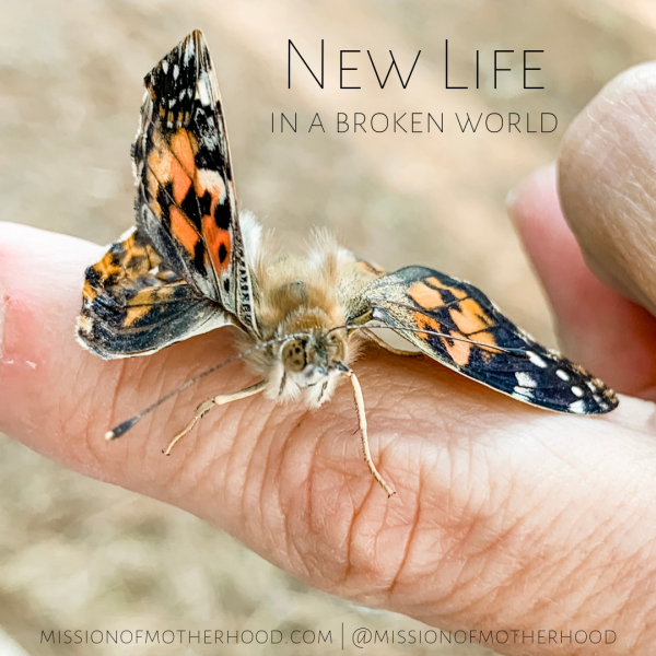 New Life in a Broken World - missionofmotherhood.com